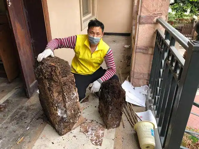 白蚁防治消杀